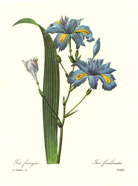 Maybe you would like to learn more about one of these? Vintage Blue Iris Botanical Print Redoute Blue Yellow ...