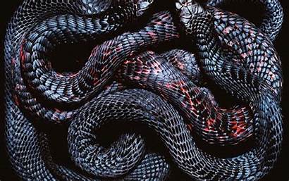 Snake Viper Backgrounds Pixelstalk