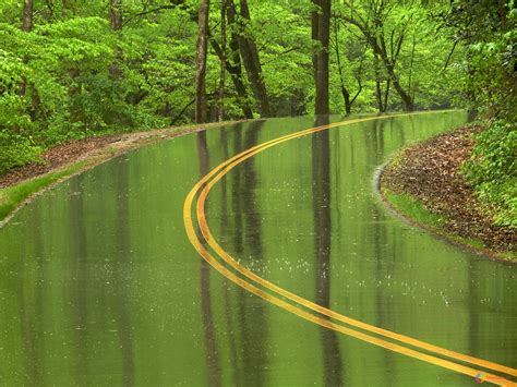 Maybe you would like to learn more about one of these? roads, Wet, Rain, Trees, Forest Wallpapers HD / Desktop ...