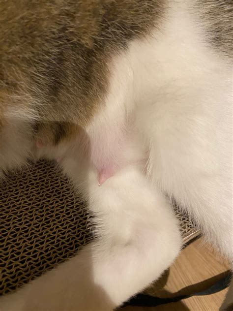 Swollen Mammary Glands After Spay Thecatsite