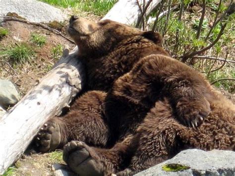 Lazy Grizzly Bear Images And Pictures Becuo