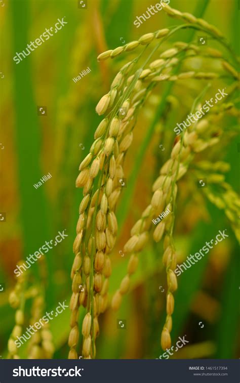 Yellowing Rice Grains Paddy Field Ready Stock Photo 1461517394