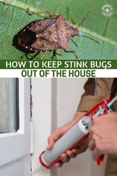 How To Keep Stink Bugs Away From Your Home