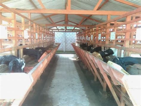 Tag :kandang kambing sederhana dari bambu gambar kandang kambing sederhana kandang sederhana cara membuat kandang kambing yg sederhana kandang kambing yang baik dan benar. Gambar Kandang Kambing Modern Tips Sukses Penggemukan ...