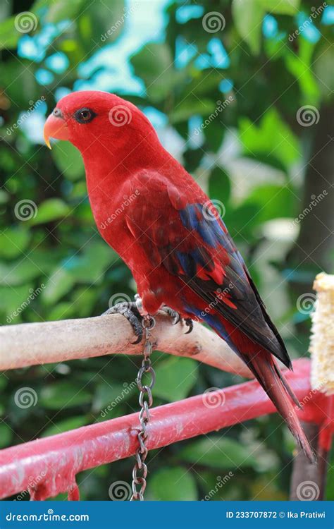 Red Lory Bird Eos Bornea In A Bird Sanctuary Stock Photo Image Of