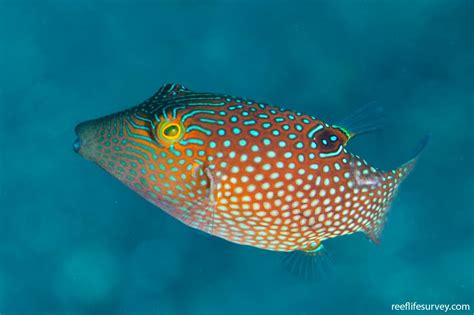 Canthigaster Janthinoptera Spotted Toby Reef Life Survey