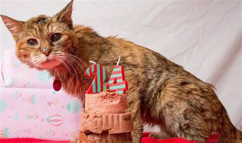 Feline Finepoppy 24 Is The Worlds Oldest Cat Uk