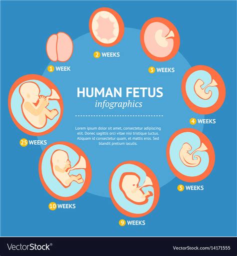 Embryo Growth Stage Set With Names Medical Poster Vector Image My Xxx