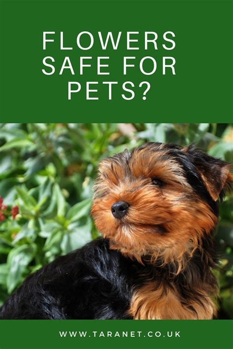 Seeds and plants safe for dogs. Flowers Safe for Pets? | Pets, Dog training tips, Pet health