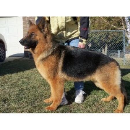 We train/work/title and live with our dogs as well. Wind Dancer Kennels, German Shepherd Dog Breeder in ...
