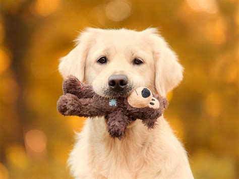 Dogs Keen Sense Of Smell May Help Them ‘see Senior Symptoms