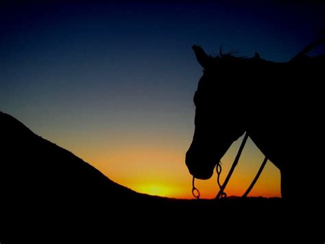 Sunsets And Horses Literotica Discussion Board