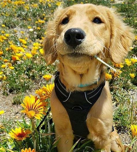 These beautiful and loyal dogs will be an amazing asset to any family. TAKE ACTION Check out our fresh #goldenretriever T-Shirt ...