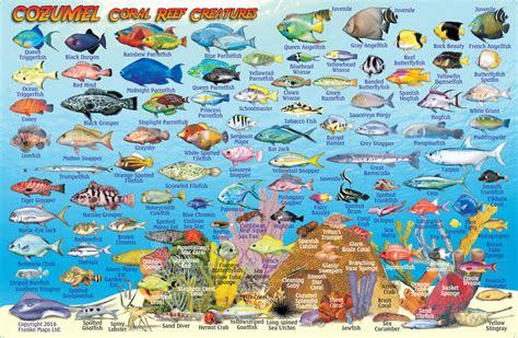 Cozumel Fish Card Franko Maps