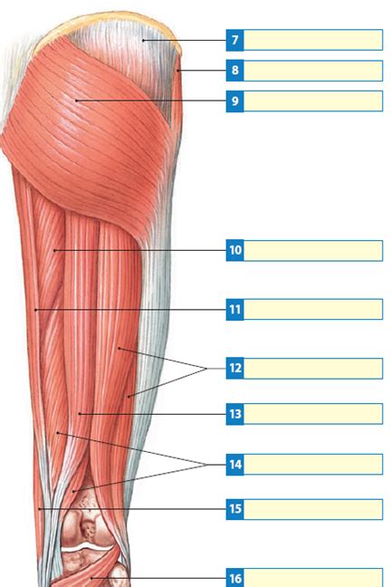 Leg Muscles Diagram Labeled Biology 2404 A P Basics As These
