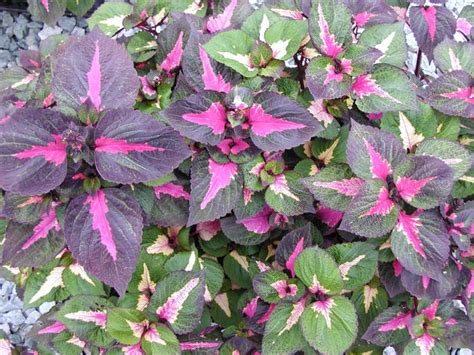 These plants accent landscape flower beds. Perilla magilla Perilla from Plantworks Nursery