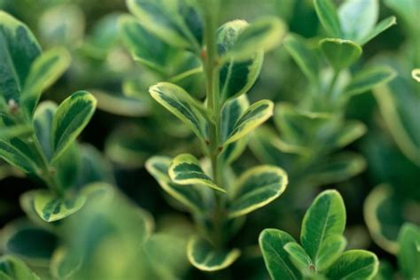 How To Grow Common Box Buxus Sempervirens Bbc Gardeners World Magazine