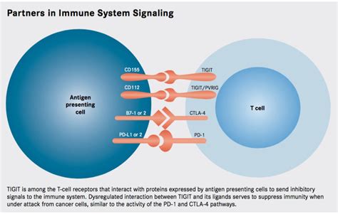 TIGIT A CTLA4 Esque Immune Checkpoint For Cancer Cancer Biology