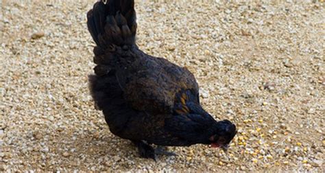 Como Diferenciar Um Galo Polonês Preto De Uma Galinha