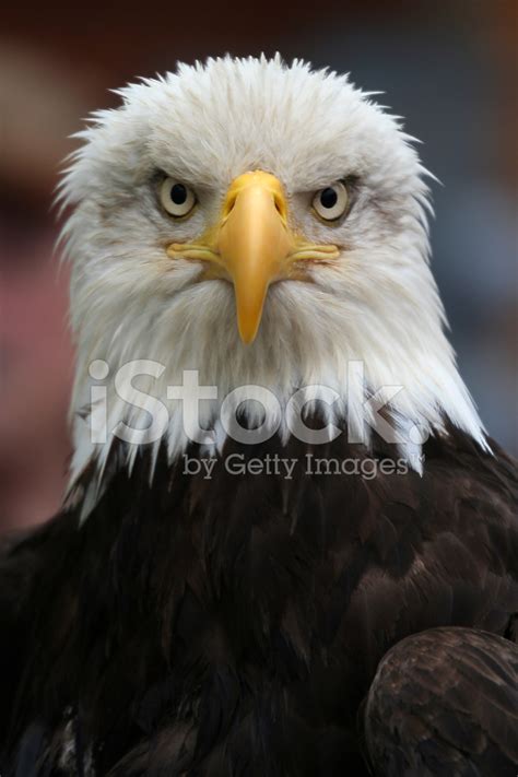 Bald Eagle American National Bird Stock Photos