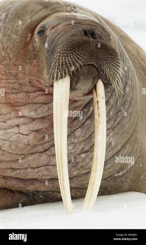 Atlantic Walrus Odobenus Rosmarus Rosmarus Adult Close Up Of Head