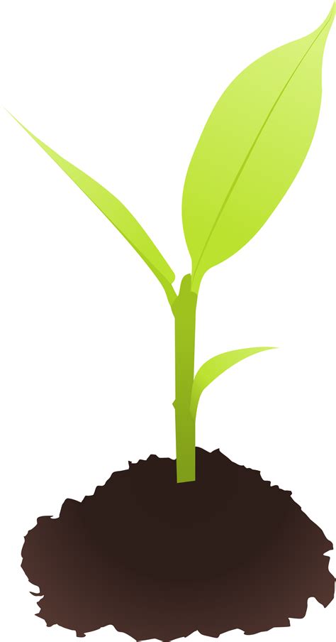 Small Plant Clipart 20 Free Cliparts Download Images On Clipground 2022