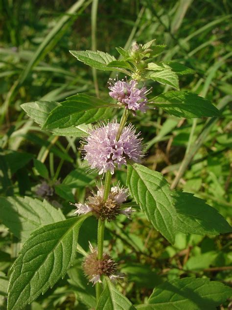 Mentha Canadensis American Wild Mint Go Botany