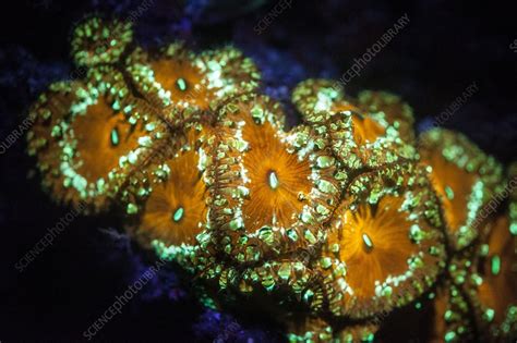 Fluorescent Coral Stock Image C0197613 Science Photo Library