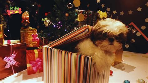 Christmas Puppy Surprise Pups And Paws Youtube