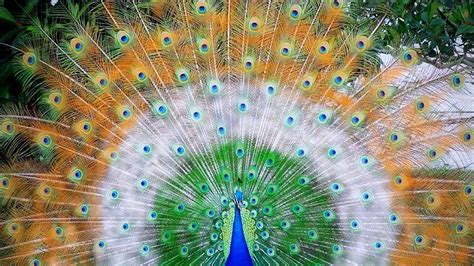 Beautiful Peacock Wallpaper Hd Cute Wallpapers 2023