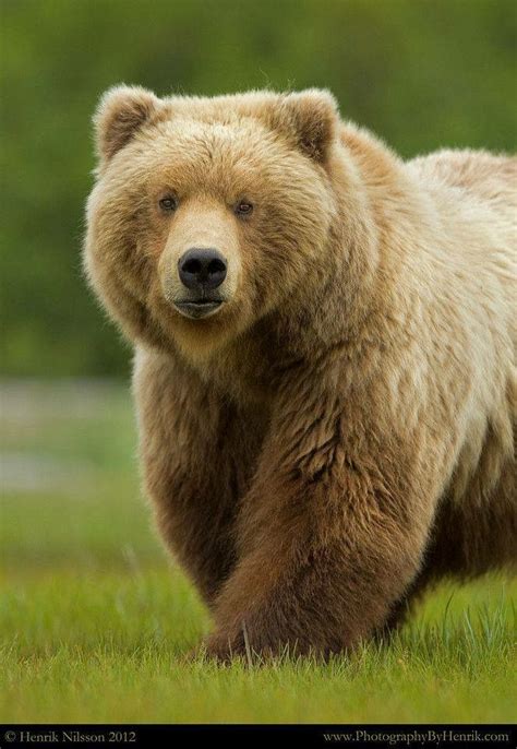 Oso Pardo Love Bear Big Bear Bear Pictures Animal Pictures Bear