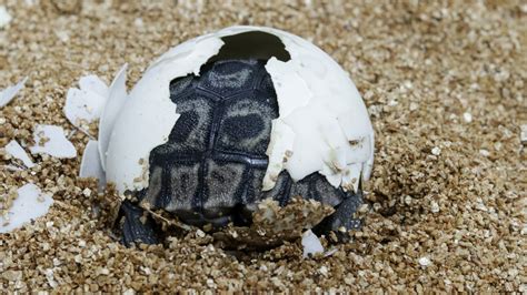Sixth Galápagos Tortoise Hatches At Auckland Zoo Auckland Zoo News