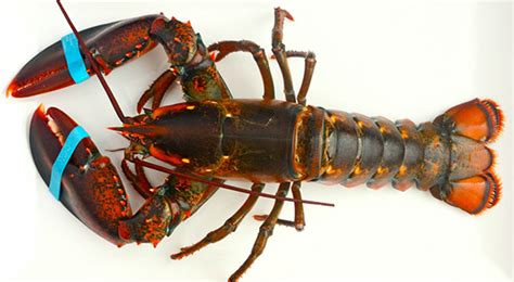 10 Lb Live Nova Scotia Lobster Wholesale Lobsters East Coast Canada