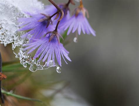 Beautiful Flowers With Rain Water Drops Cini Clips