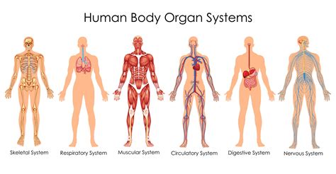 Human Body System Facts Health N Well Com