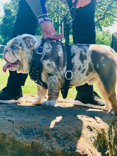 Traditional olde english bulldogge colors include brindle, sable (fawn), and red. Home - Planet Merle English Bulldogs - Home of the Fully ...
