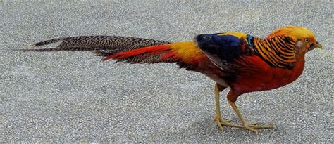 Red Golden Pheasant Pair For Sale Pheasants Red Golden