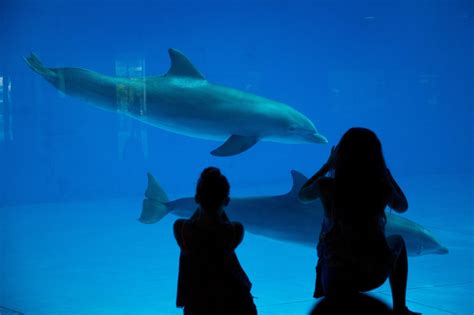 National Aquarium Plans To Create Dolphin Sanctuary The New York Times