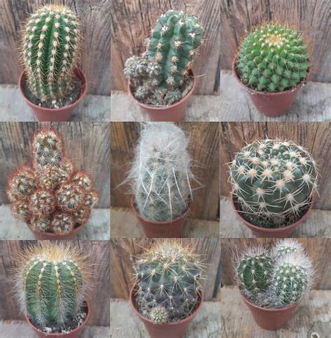 Cactus Assorted Varieties Farmyard Nurseries
