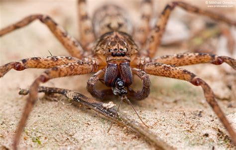 Photo Of Huntsman Spider Heteropoda Sp In Nature By Mikhail Omelko