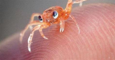 Take A Break Youve Scrolled So Deep That You Found Tiny Crab Rest A While Album On Imgur