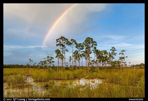 Picturephoto Rainbow Over Pine Trees Near Mahogany Hammock