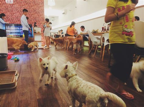 5 Dog Friendly Cafes In Singapore You Need To Visit