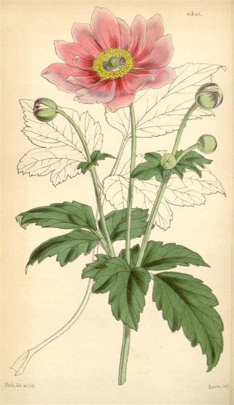 Japanese Anemone Flower Curtiss Botanical Magazine Botany Botanical Illustration Png