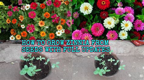 How To Grow Zinnia From Seeds With Full Updates Youtube