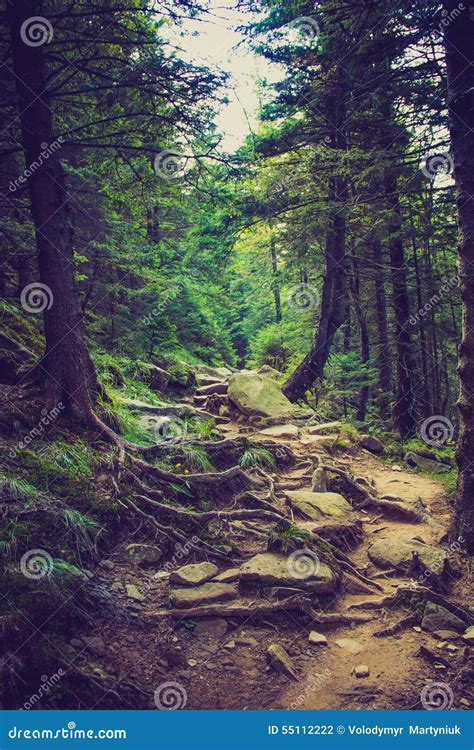 Dense Mountain Forest And Path Between The Roots Of Trees Stock Photo