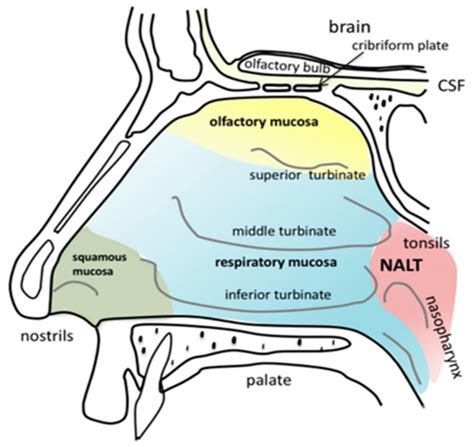 Fig 1 Anatomy Of The Human Nasal Cavity Nalt Nasopharynx Associated
