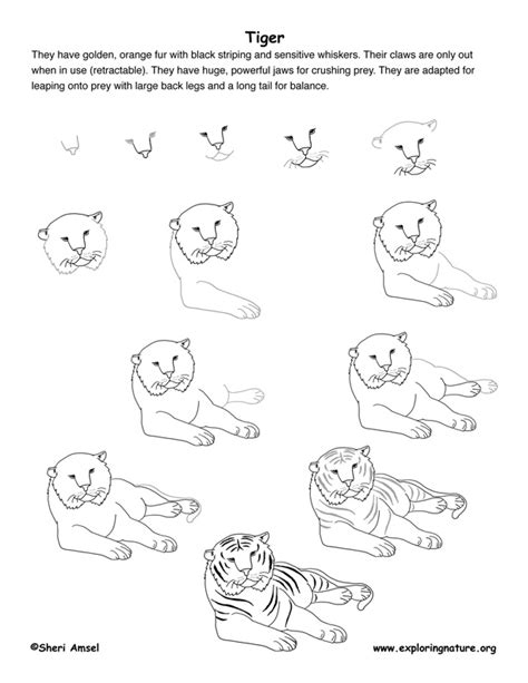 How to draw animals big cats their anatomy and patterns. Tiger Drawing Images at GetDrawings | Free download