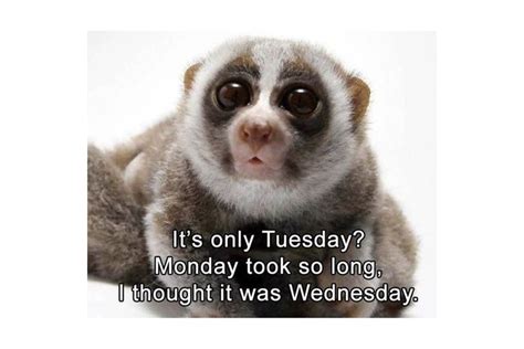 This day is also tiring and boring because weekend is far away. The 8 Best Tuesday Memes