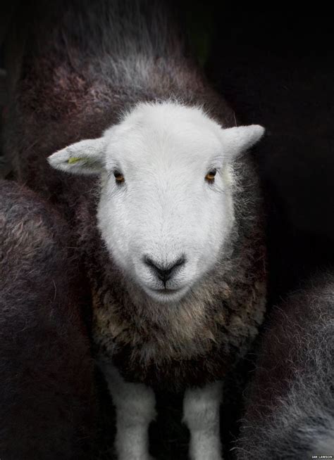 Photographs Celebrate Lake District Rare Breed Sheep Sheep Breeds